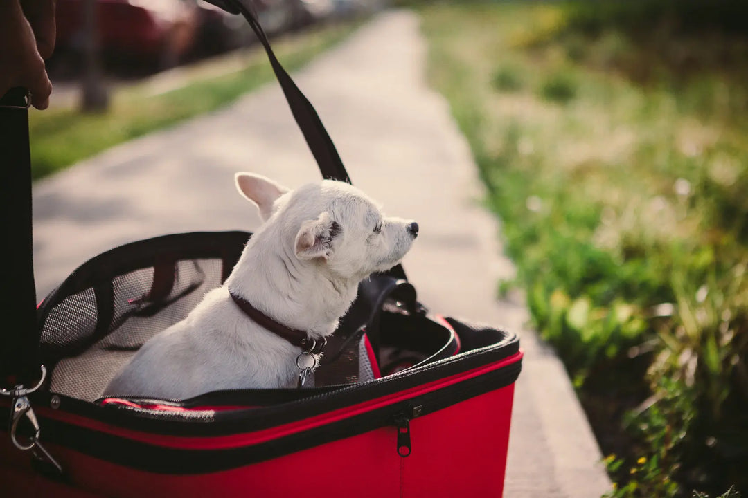 Flying with your dog air canada hotsell